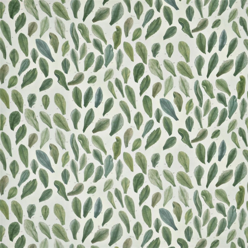 Leaf Specimens - Thyme Cutting