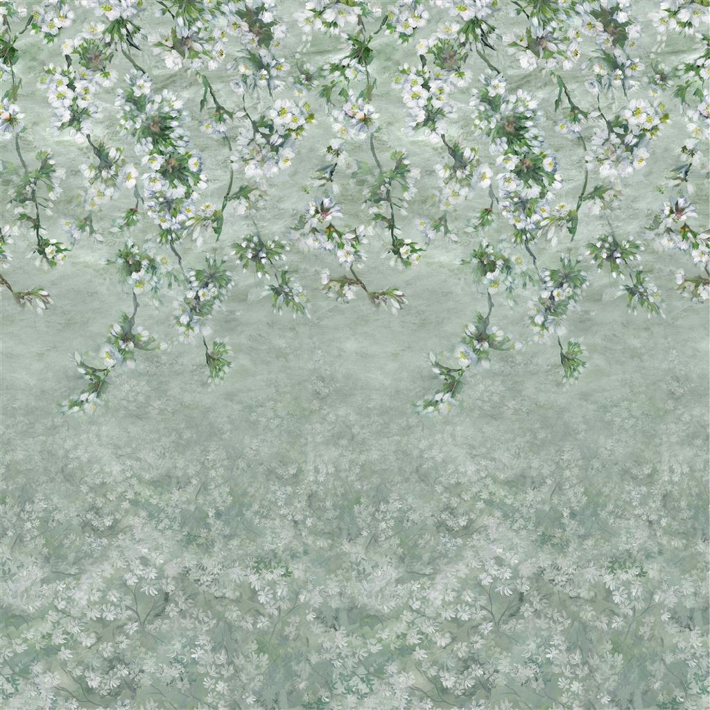 Assam Blossom Sage Cutting