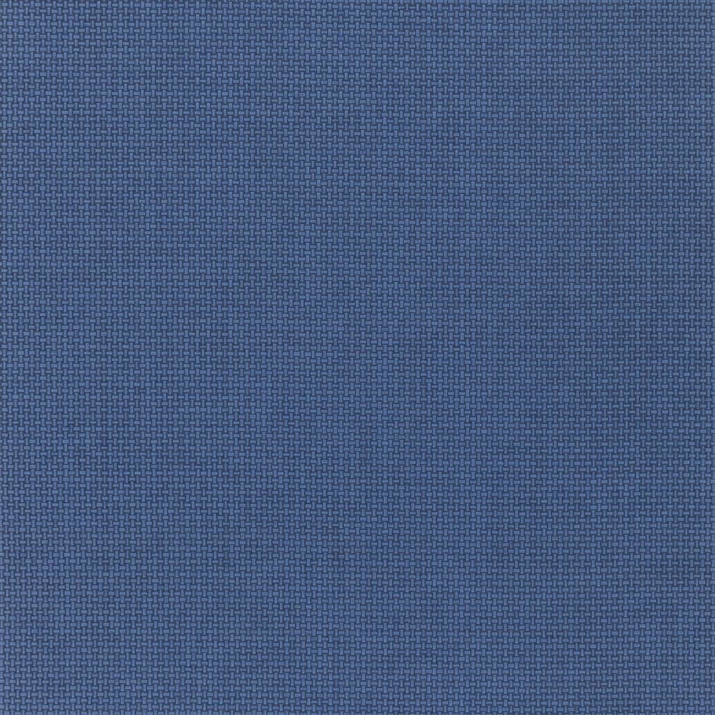 Baileyana - Indigo Large Sample