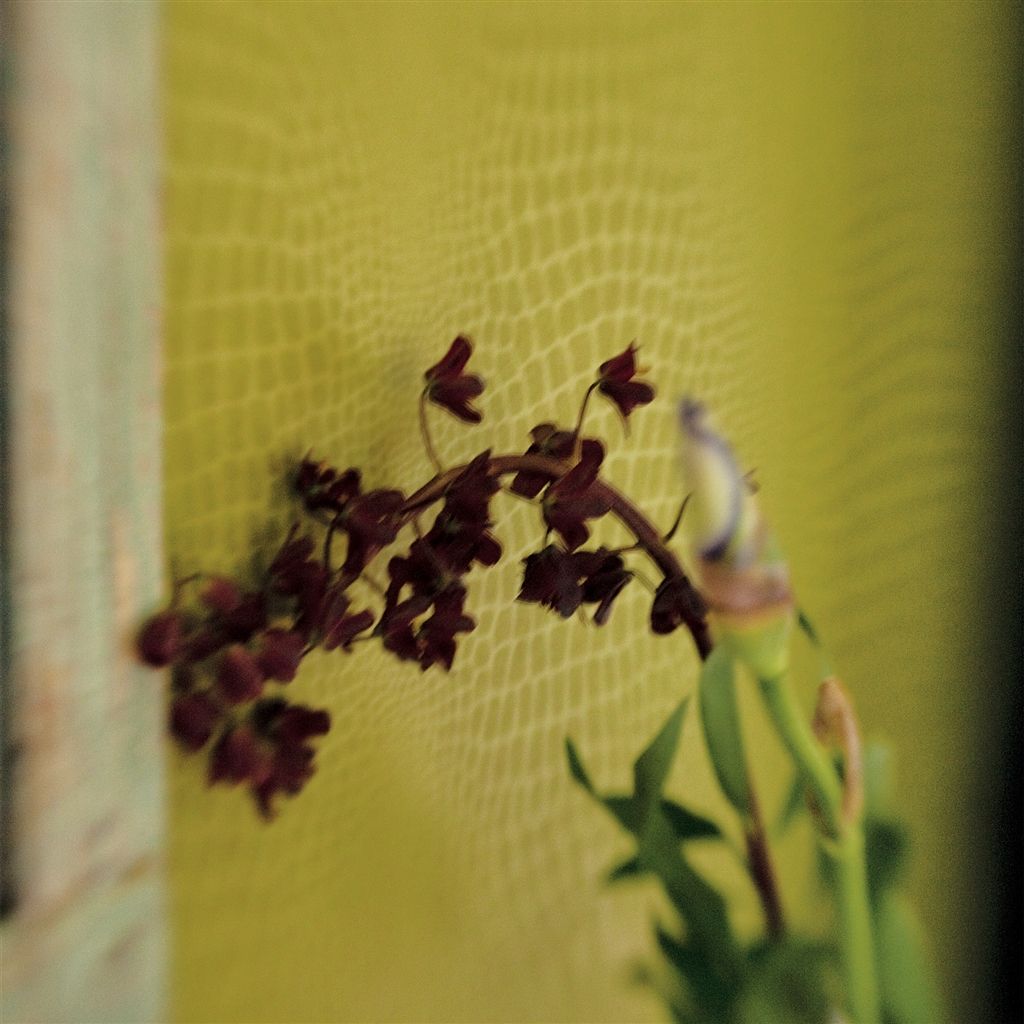 pietra - grass