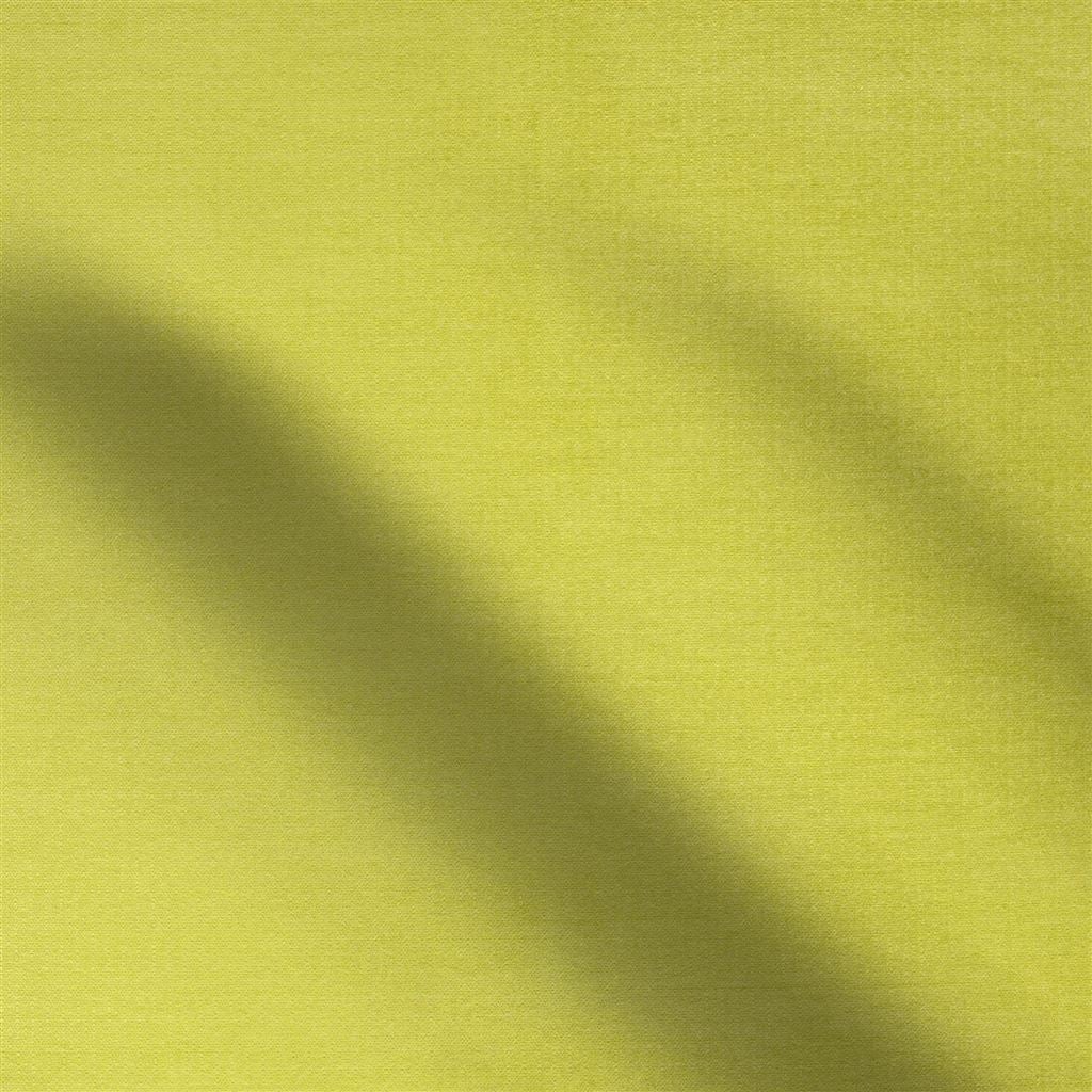 veneto - mimosa