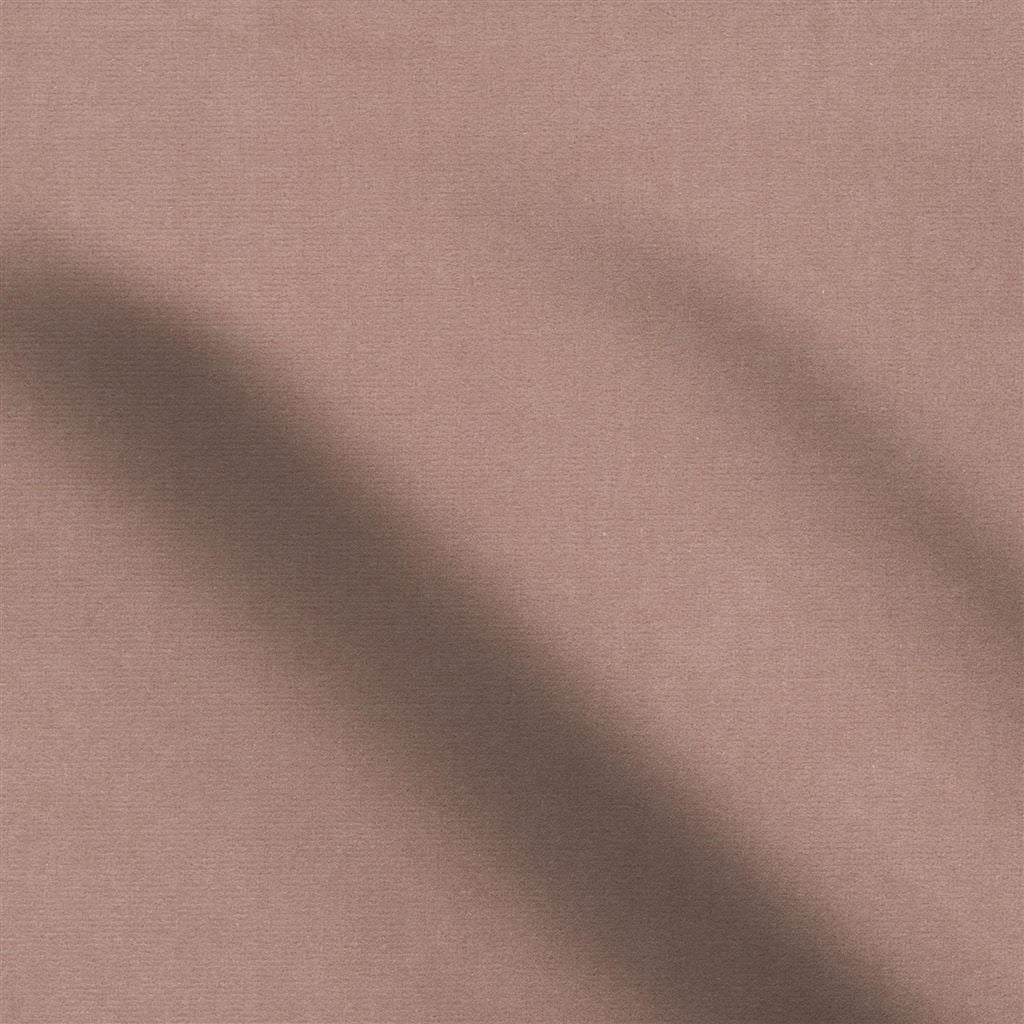 cassia - cameo