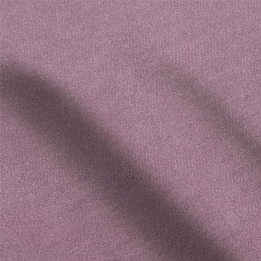 cassia - grape