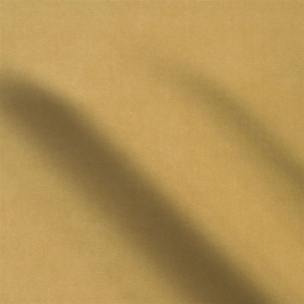 cassia - ochre