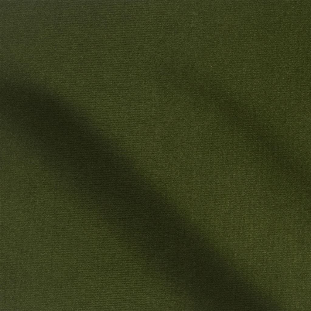 cassia - fern