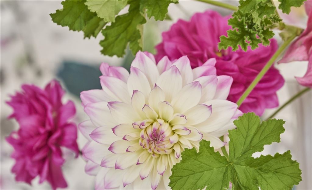 Tricia Guild at RHS Chelsea Flower show 2017                          