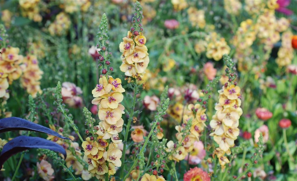 Designers Guild at the RHS Chelsea Flower Show                        