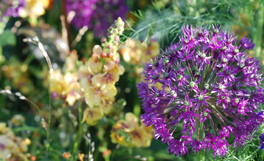 Designers Guild at the RHS Chelsea Flower Show                        