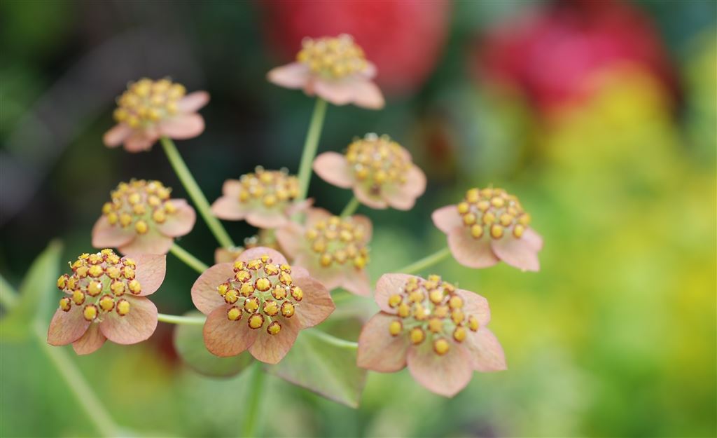 Designers Guild at the RHS Chelsea Flower Show                        