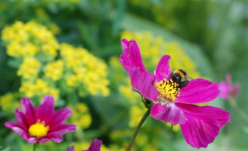 Designers Guild at the RHS Chelsea Flower Show                        