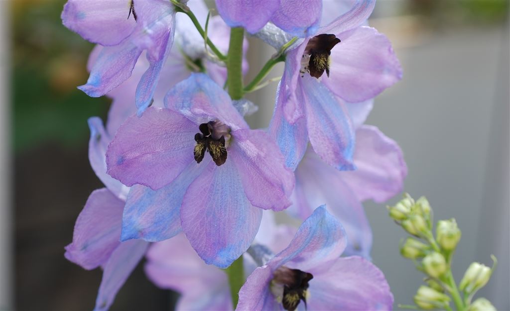 Designers Guild at the RHS Chelsea Flower Show                        