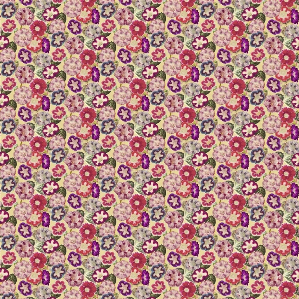 Varietes De Gloxinia - Violet