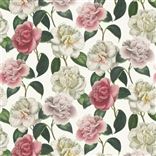 Camellia Folly - Tuberose Cutting
