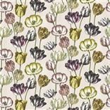 Variegated Tulips - Buttermilk Cutting