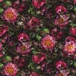 Romaunt Rose - Fuchsia Cutting