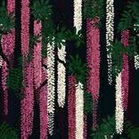 Wisteria Alba Magenta Cutting