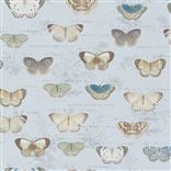 Butterfly Studies Cloud Blue