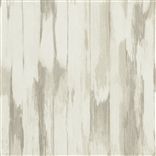 patola - oyster