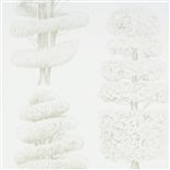 linnaeus - oyster
