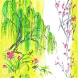 Willow fleurs - Acacia Lithos