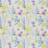 FLEUR SAUVAGE - DELPHINIUM