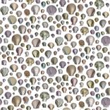 Captain Thomas Browns Shells - Oyster
