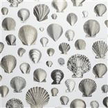 Captain Thomas Browns Shells Pearl