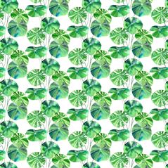 Brahmi Outdoor Leaf