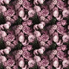 Vespertina Blossom