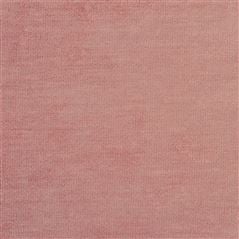 Tarazona Rose