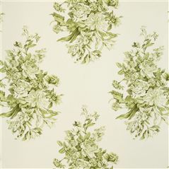 campanula - olive