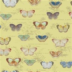 Butterfly Studies Mimosa