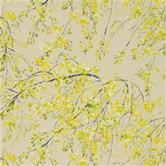 plum blossom - acacia