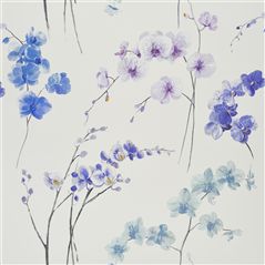 orchidea - lavender