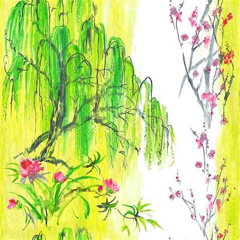 willow flower - acacia