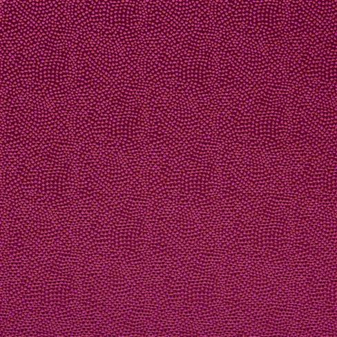 Sesia Cassis