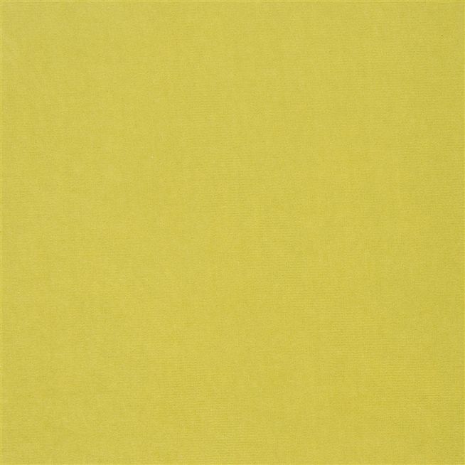 Cassia - Acacia