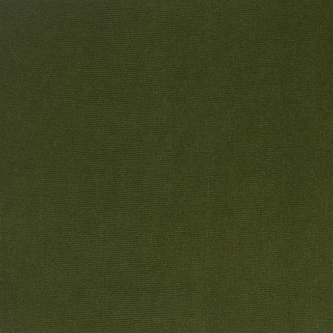 Cassia - Fern