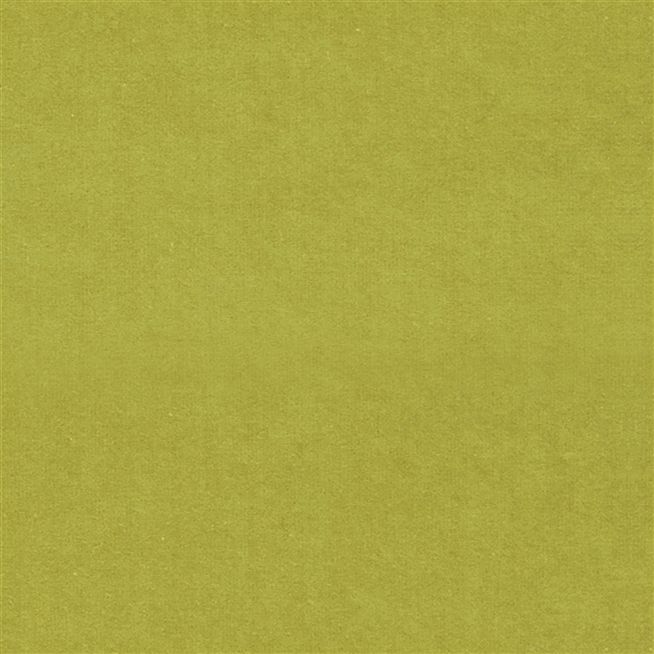 Cassia - Alchemilla