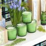Green Fig 220g Candle