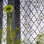 Pergola Trellis Slate