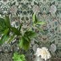 Ikebana Damask Gilver