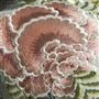 Brocart Decoratif Embroidered Sepia Cotton Cushion