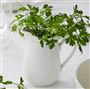 Moselle Creamer	