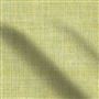 shima - fennel
