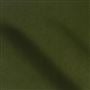 cassia - fern