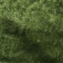 Pavia - Fir