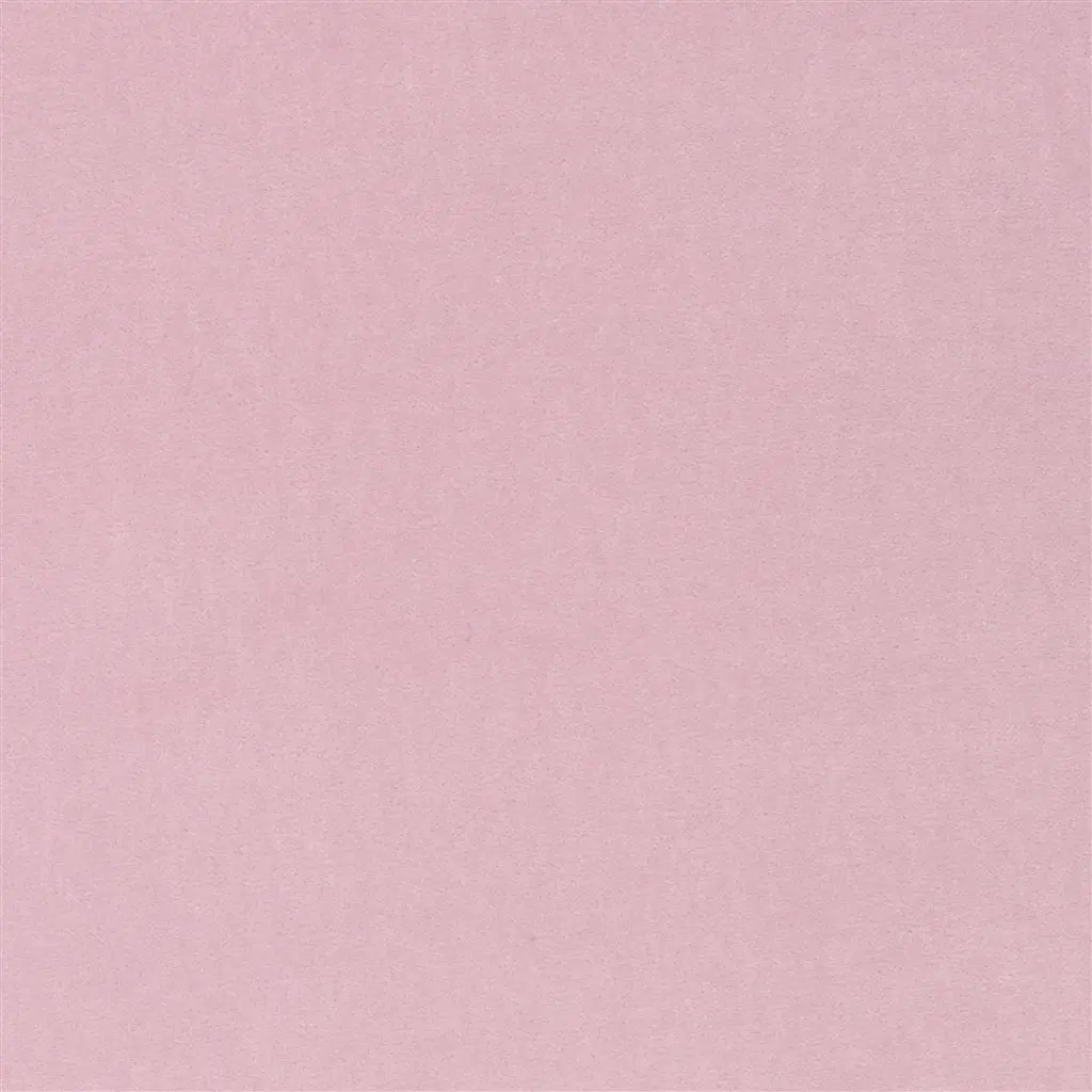 Varese - Pale Rose Cutting