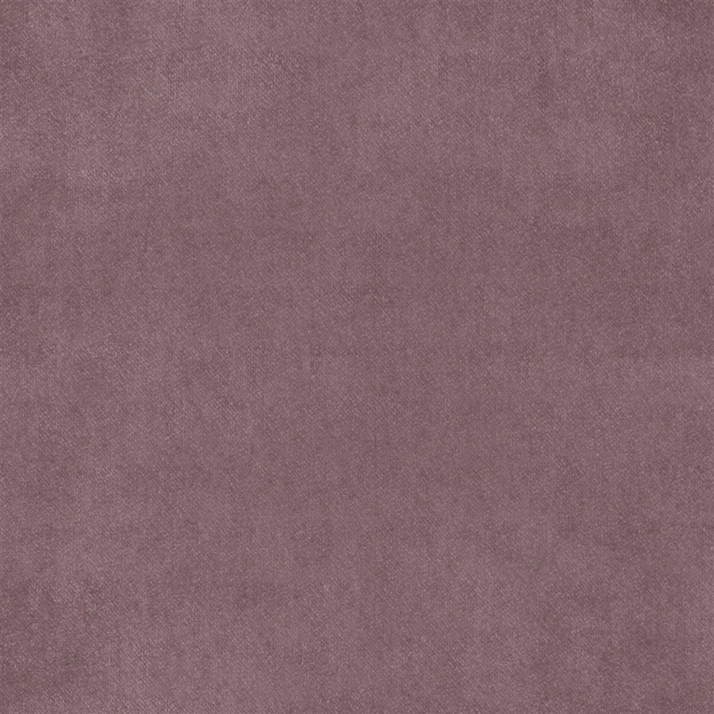 Brinzio - Viola