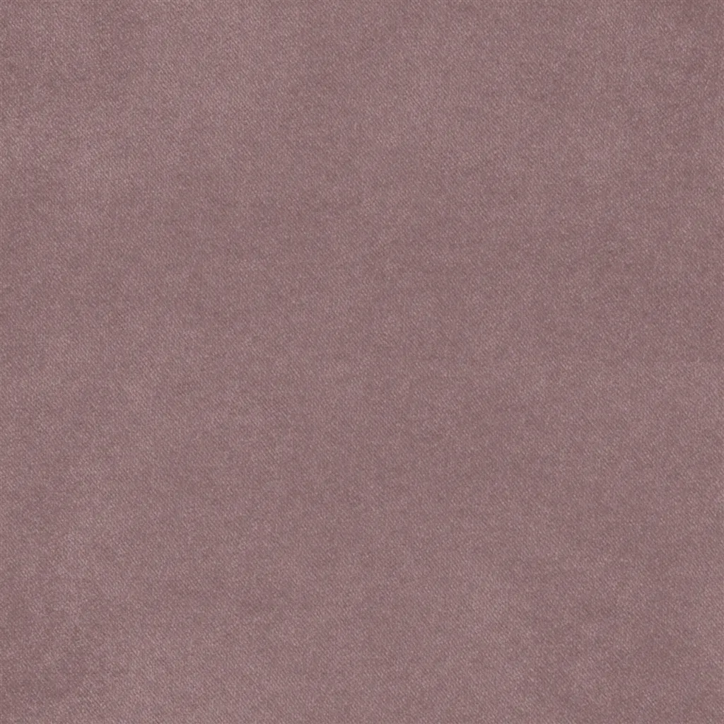 Brinzio - Orchid